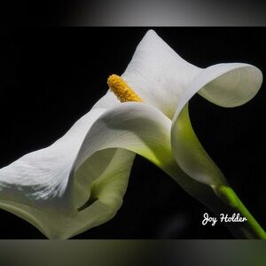 White Calla Lily Floral Art Print 8x10